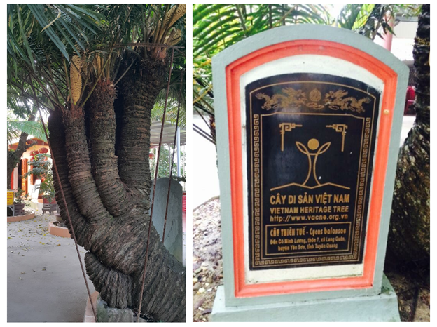 den_co_be_minh_lương_5